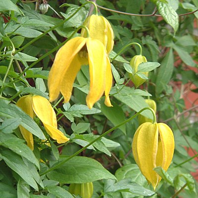 Clematis tangutica seed